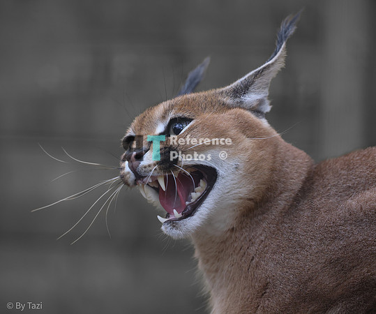 Hissing caracal