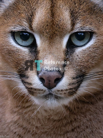 Caracal close up