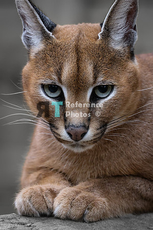 Caracal