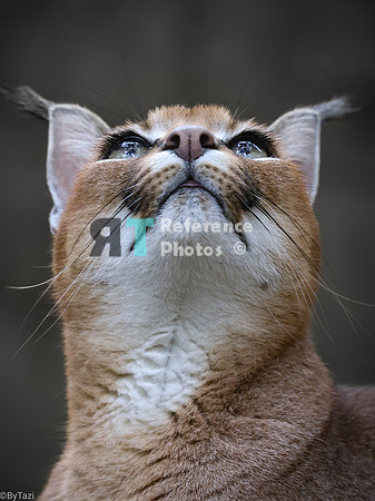Caracal