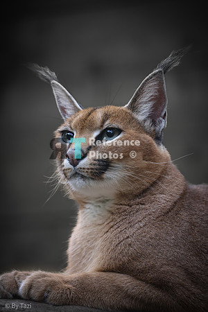 Caracal