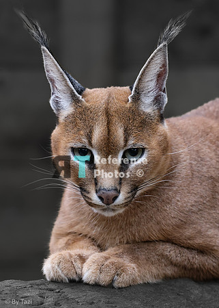 Caracal