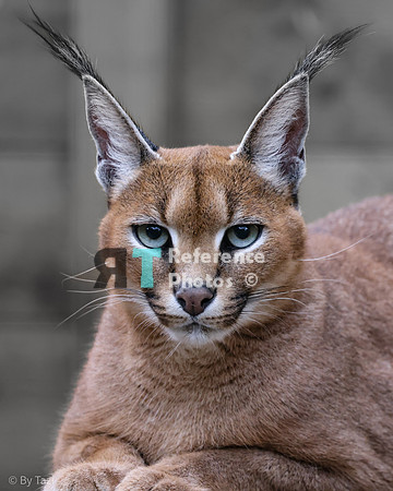 Caracal
