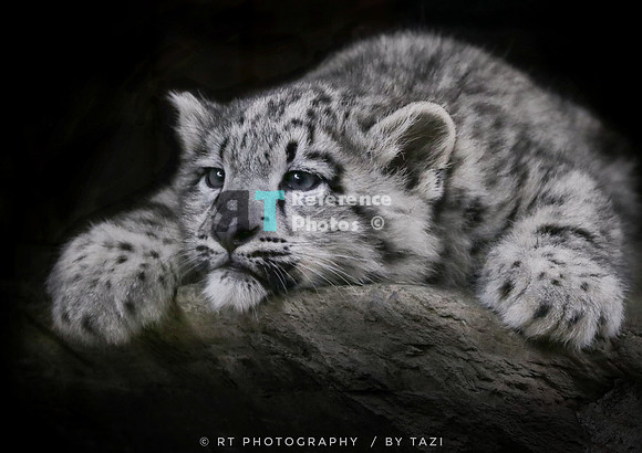 Snow leopard cub on a rock