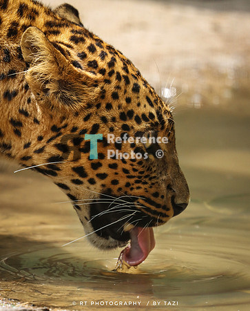 Drinking Sri Lankan leopard
