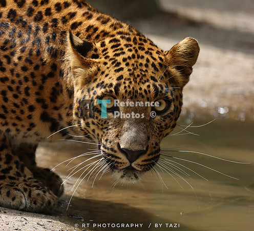 Sri lankan leopard