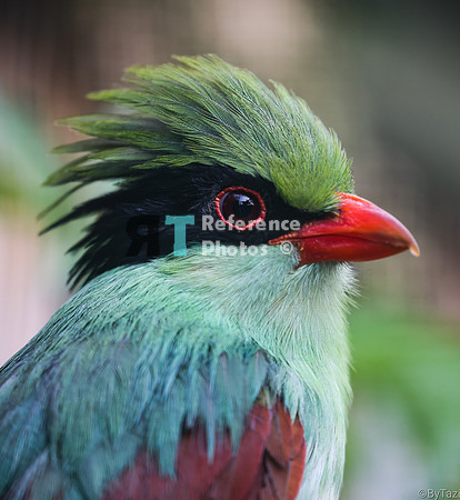 Common green magpie