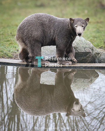 Juvenile polar bear after rolling in the mud