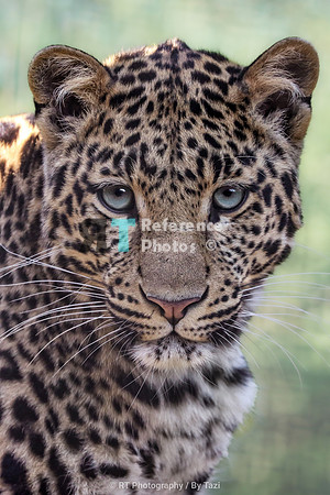 Juvenile leopardess