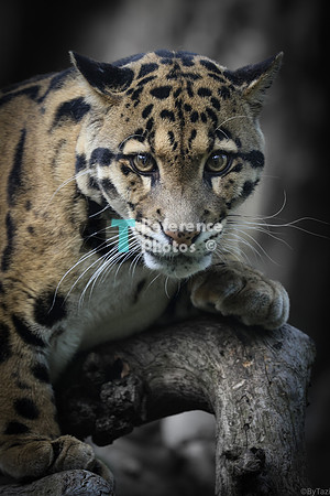 Clouded leopard