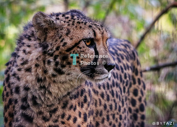Cheetah