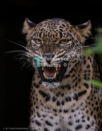 Sri Lankan leopard hissing (Note: quite grainy)
