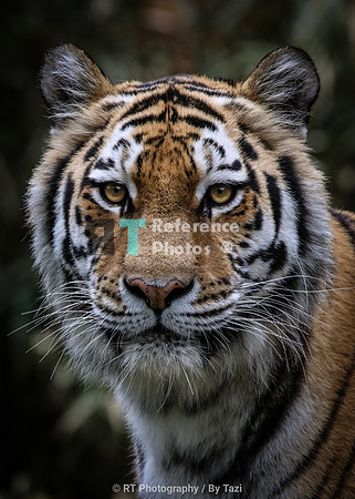 Amur tiger portrait (full portrait)