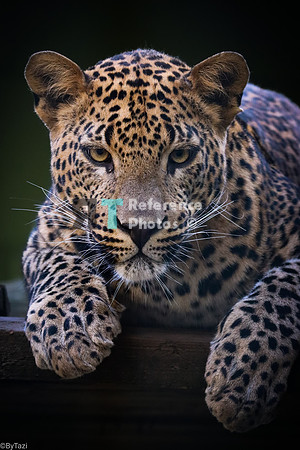 Sri Lankan leopard