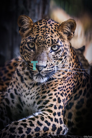 Sri Lankan leopard