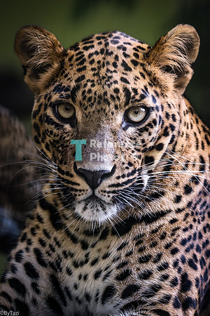 Leopard portrait