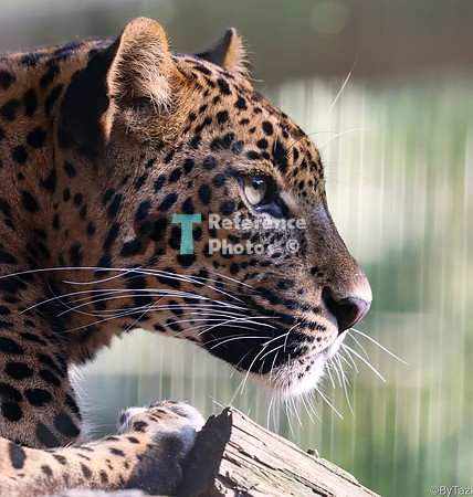 Sri Lankan Leopard profile