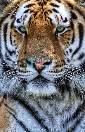 Siberian Tiger (crop, close up)