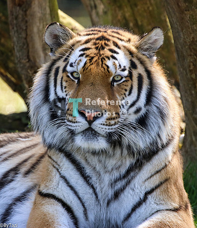 Siberian tiger (full portrait)