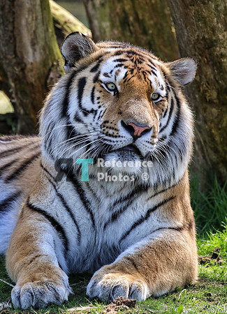 Siberian Tiger