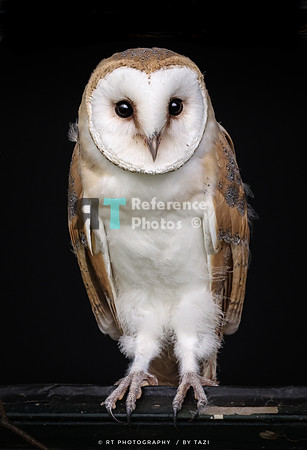 Barn owl