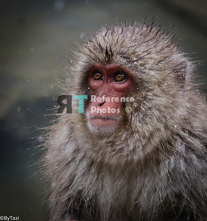 Snow monkey (Japanese macaque)