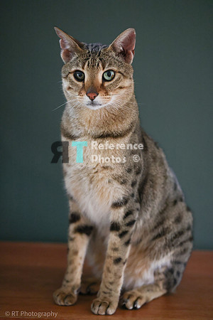 Savannah Cat 'Noa' of Cattey Savval