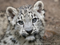 Snow Leopard cub