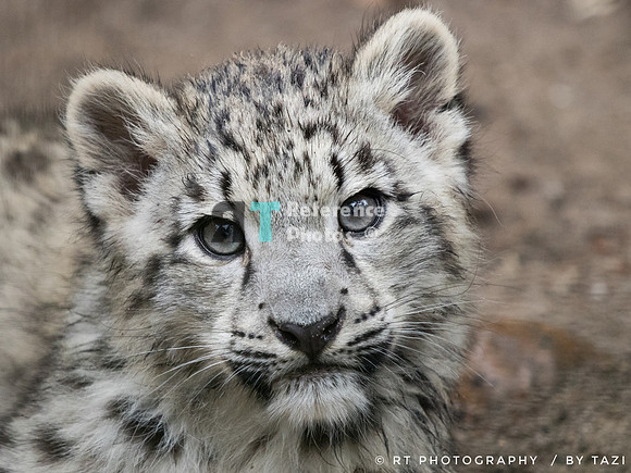 Snow Leopard cub