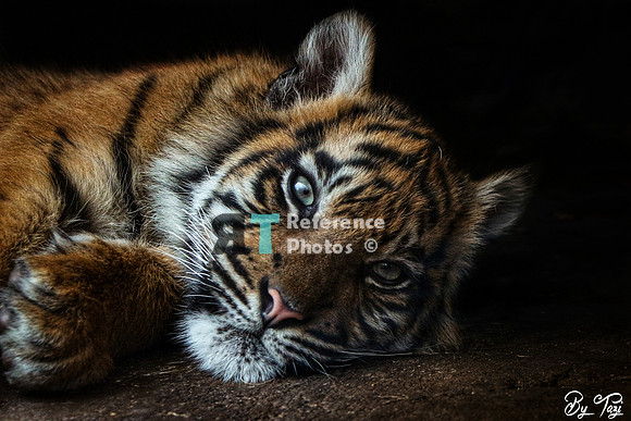 Sumatran tiger cub