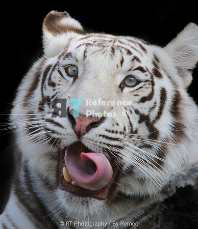 White tiger curled tongue