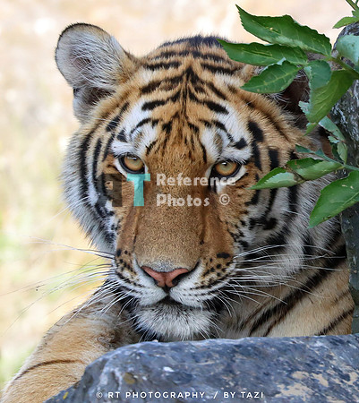 Siberian (Amur) tiger