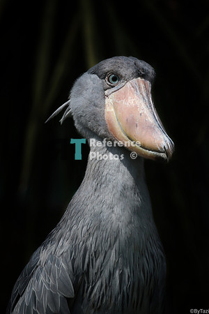 Shoebill stork