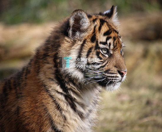 Sumatran tiger cub (Note: earlier work, slightly less detailed than more recent work)