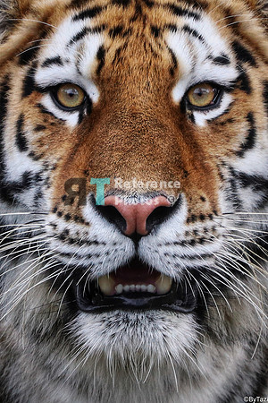 Siberian tiger close up (crop)