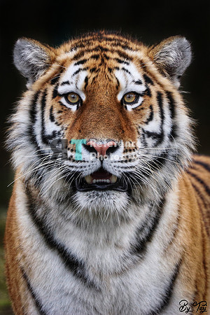 Siberian Tiger portrait (full)