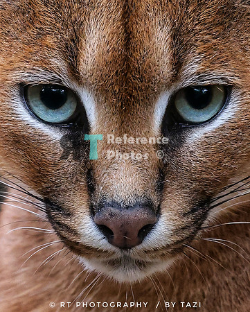 Caracal (colourful edit, cropped version)
