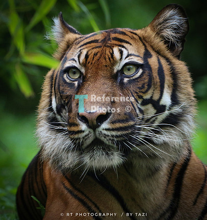 Sumatran tiger