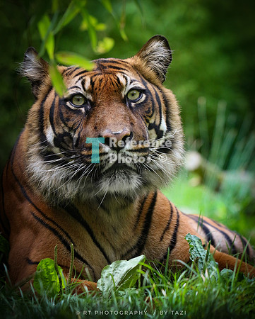 Sumatran tiger