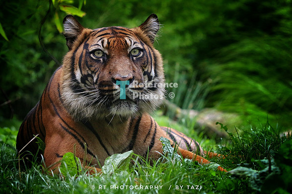 Sumatran tiger (from Tazii's tiger challenge)