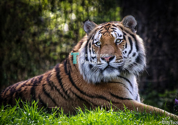 Siberian Tiger (from Tazi's Tiger Challenge)