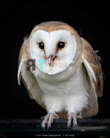 Barn owl