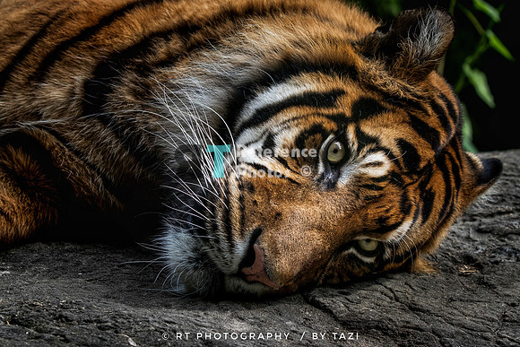 Sumatran tiger