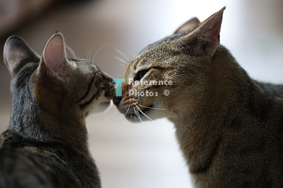 Kiss