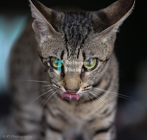Savannah Cat 'Gaia' of Cattey Savval