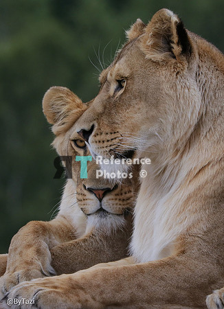 Lionesses