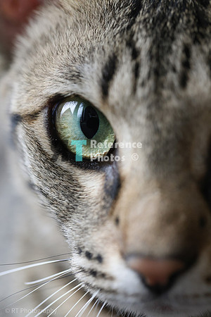 Savannah Cat 'Gaia' of Cattey Savval