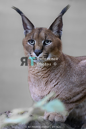 Caracal