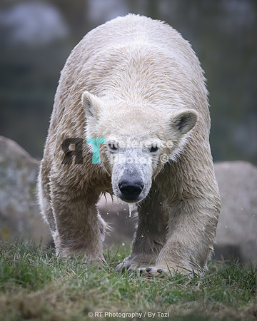 Juvenile polar bear