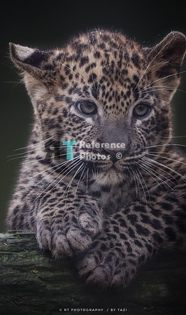 Sri Lankan leopard cub (Note: slightly grainy)